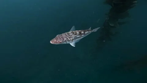 Fish 1 Stock Footage 170680207