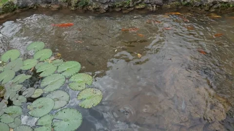 Fish (1) Stock-Footage 282762919