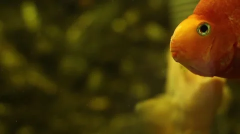 Fish 1 goldfish looking at the camera Vidéo 50616551