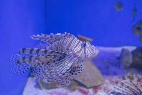 Fish 1 Foto stock