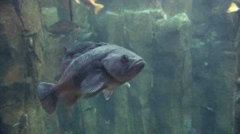 Fish 10 Stock Footage 10574303