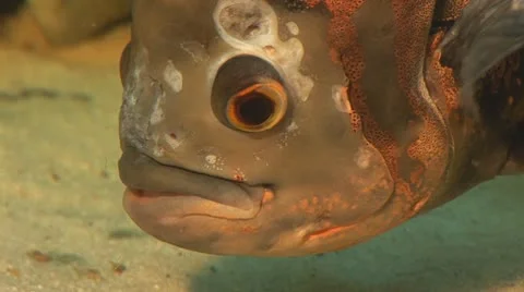 Fish 10 Stock Footage 10700698