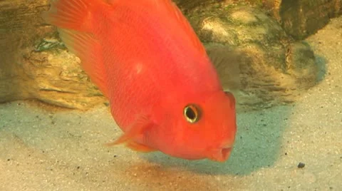 Fish 12 Stock Footage 10700700