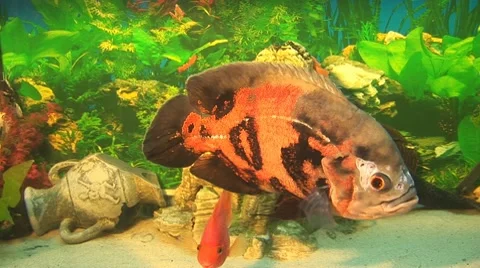 Fish 13 Stock Footage 10700703