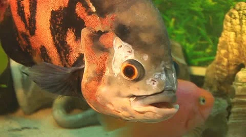 Fish 14 Stock Footage 10700701