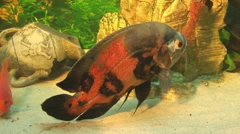 Fish 15 Stock Footage 10700679