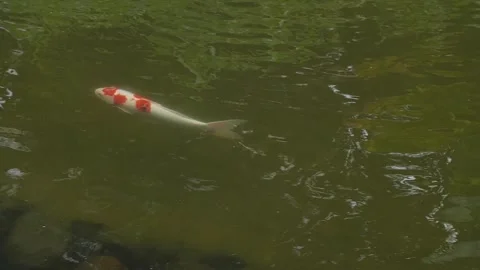 Fish 16 Stock Footage 260180944