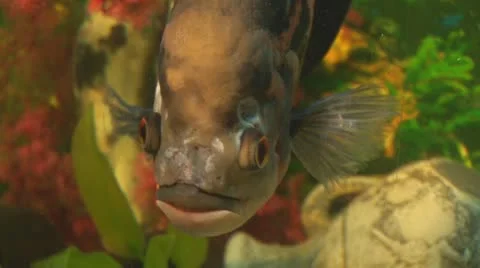 Fish 17 Stock Footage 10700671