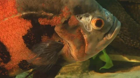 Fish 18 Stock Footage 10700674