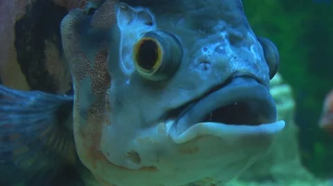 Fish 19 Stock Footage 10700654