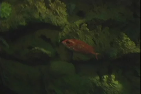 Fish 2 動画素材 304528