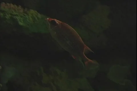 Fish 2 動画素材 304727