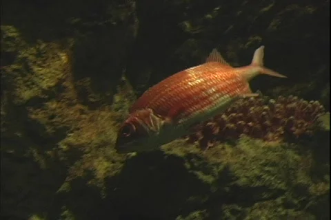 Fish 2 Stock Footage 304744