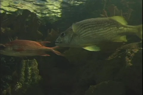 Fish 2 動画素材 304746
