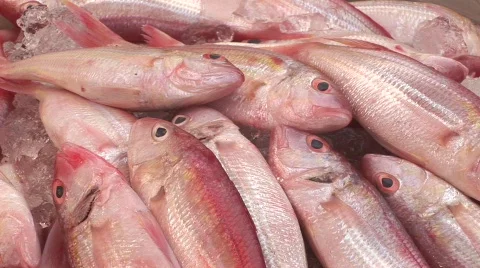 Fish 2 Stock Footage 477233