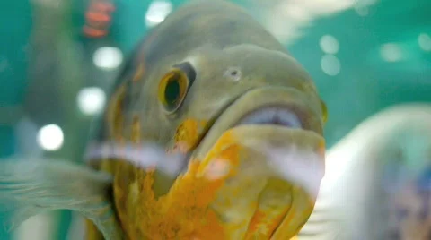 Fish 2. Stock Footage 618052