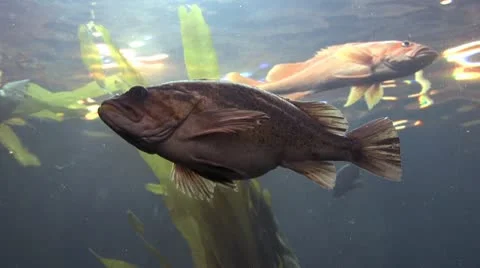 Fish 2 Stock Footage 10574316