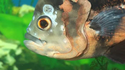 Fish 2 Stock Footage 10700662