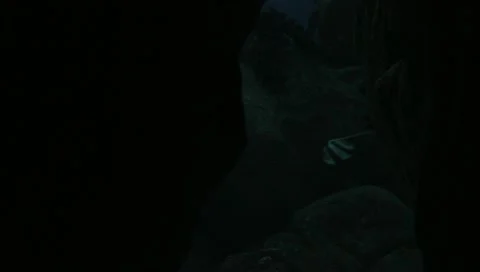 Fish 2 Stock Footage 10900080