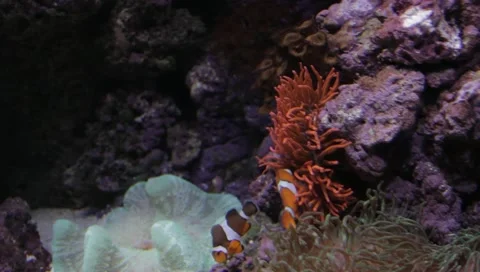 Fish 2 Stock Footage 10921602