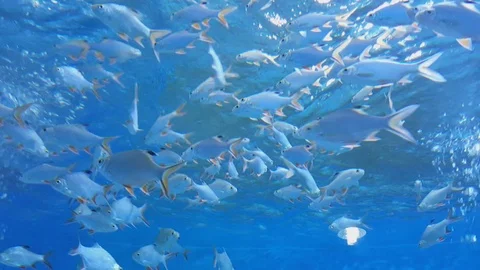 Fish-2 Stock Footage 98329946