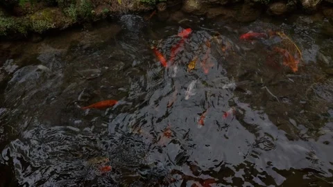 Fish (2) Video stock 282768314