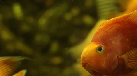Fish 2 goldfish raised in the frame Stock-Footage 50616560