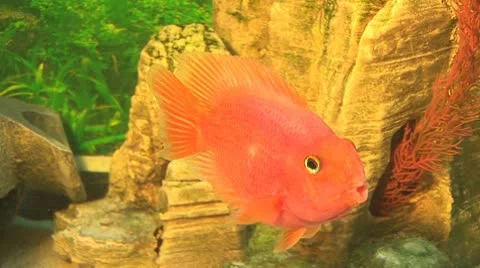 Fish 20 Stock Footage 10700663