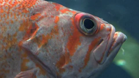 Fish 3 Stock-Footage 10574322