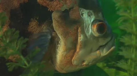 Fish 3 Stock Footage 10700644