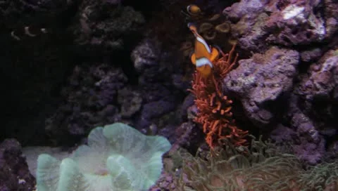 Fish 3 Stock Footage 10921569