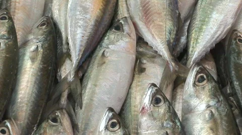 Fish 4 Stock Footage 477226