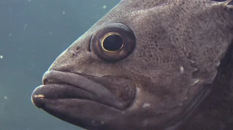 Fish 4 Stock-Footage 10574342