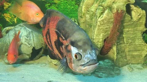 Fish 4 Stock Footage 10700633