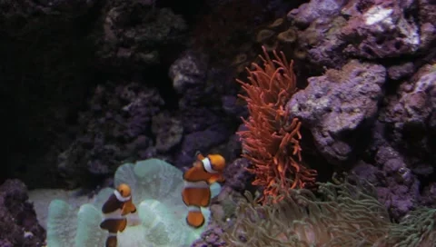 Fish 4 Stock Footage 10921493