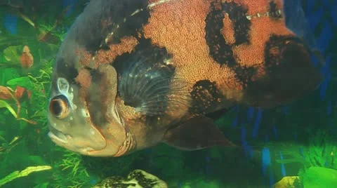 Fish 5 Stock Footage 10700649