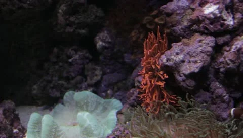 Fish 5 Video stock 10921481