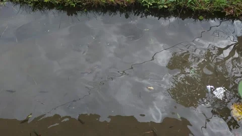 Fish (5) Video stock 282768339