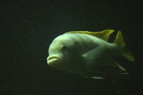 Fish 7  動画素材 364946