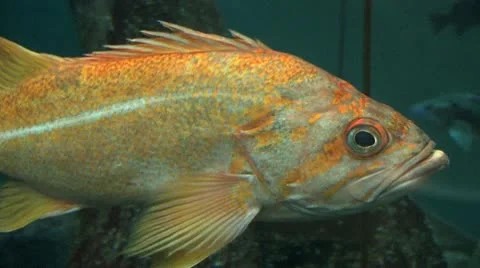Fish 7 Stock-Footage 10574353