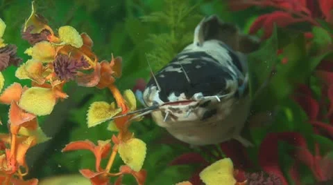 Fish 7 Stock Footage 10700625