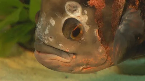 Fish 8 Stock Footage 10700622