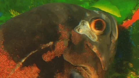 Fish 9 Stock Footage 10700629