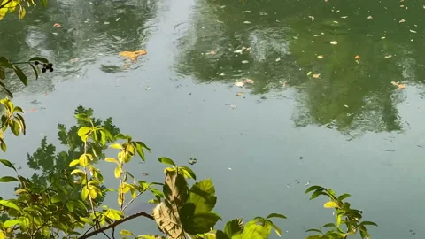 Fish in Aare river in riparian forest with sunbeams. Stock Footage 139835458
