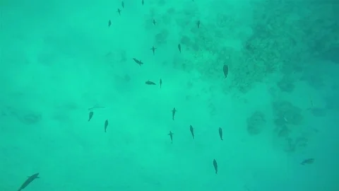 Fish from above, Red Sea Stock Footage 73816784