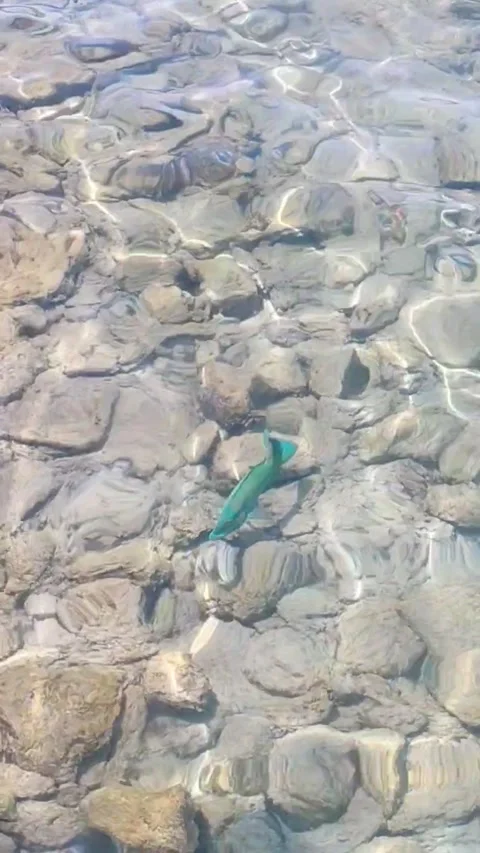 Fish actively swimming over a shallow seabe Stock Footage 336477713