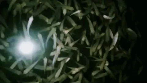 Fish Activities at Night Stock Footage 230917555