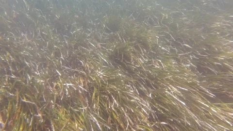 Fish Algae Light Stock Footage 158731794