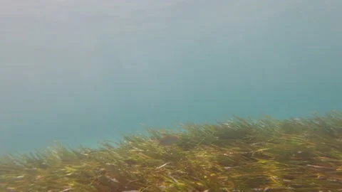 Fish Algae Rays Of The Sun Stock Footage 158665997