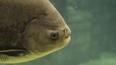Fish from the Amazon river, Colossoma macropomum Stock Footage 124675436